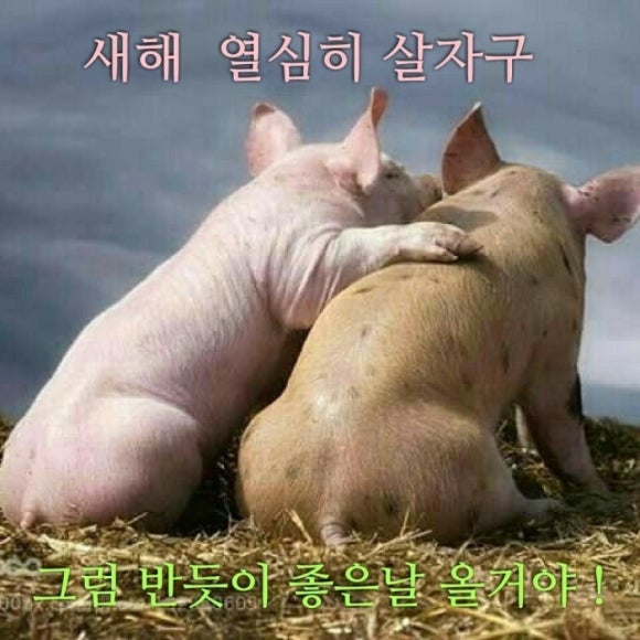 두두림 이미지