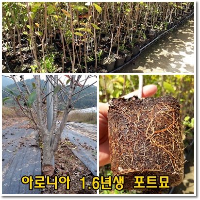 불로매농원 이미지