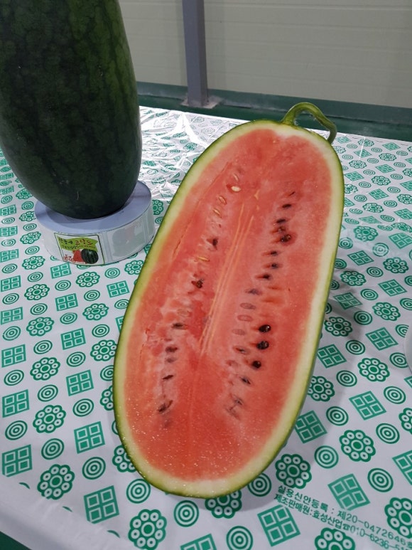 찬들애 이미지