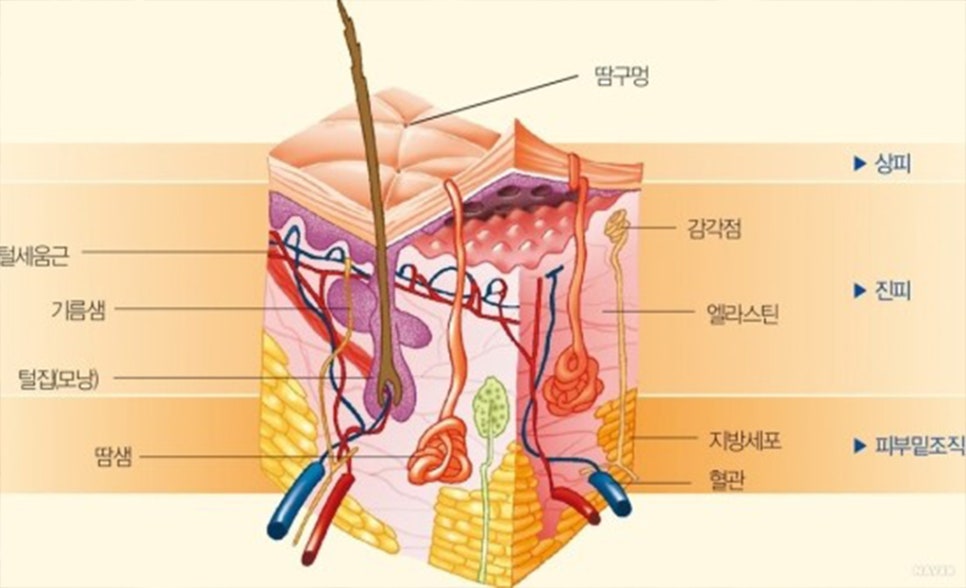 미의창조 이미지