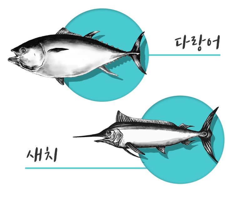 원참치 이미지