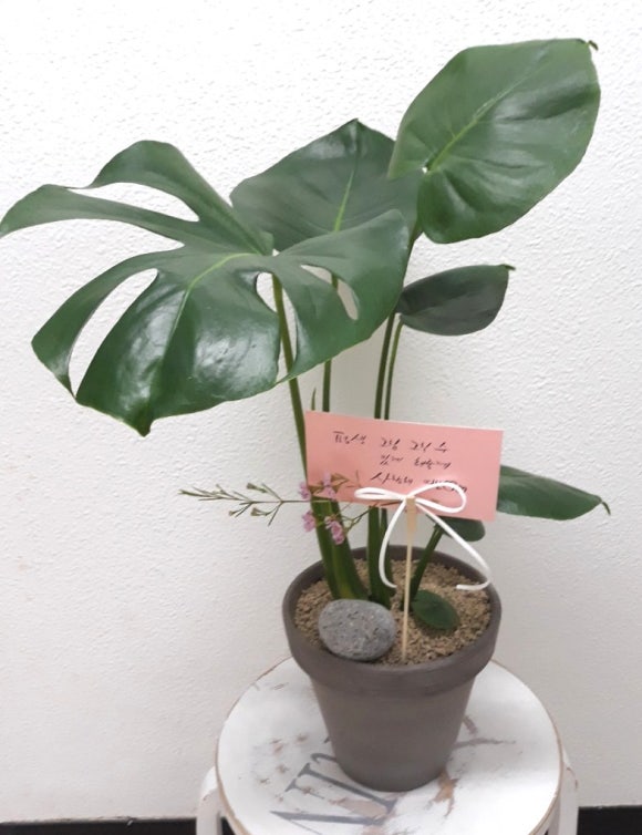 식물취향 이미지