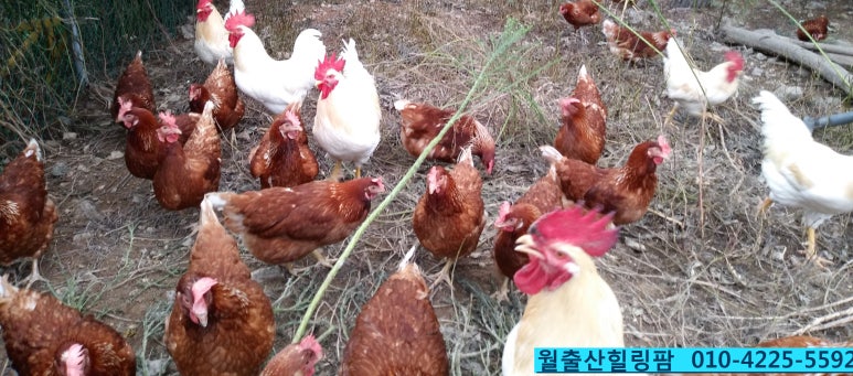 월출산힐링팜 이미지