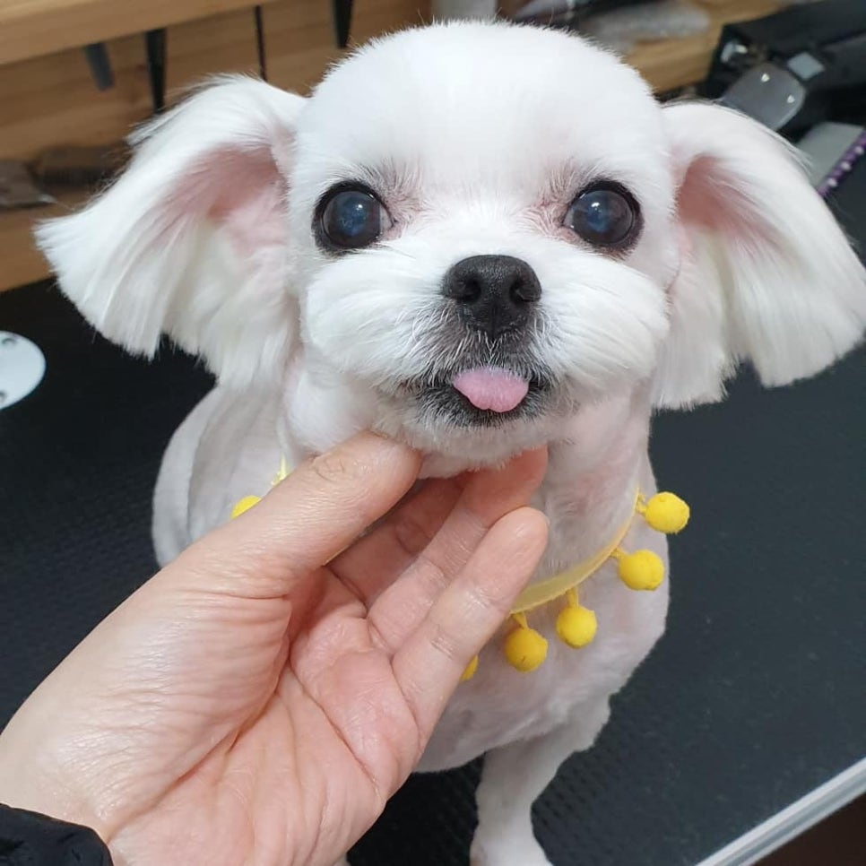 또오개 이미지