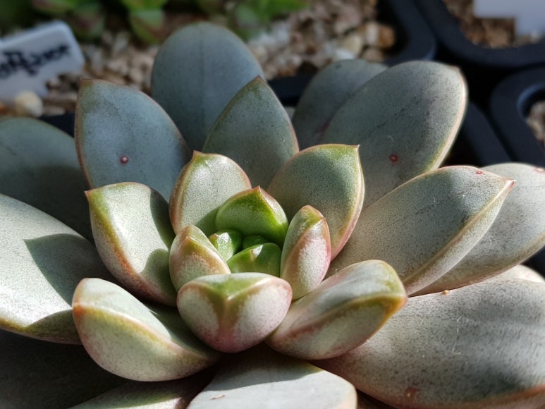 다육이야기 이미지