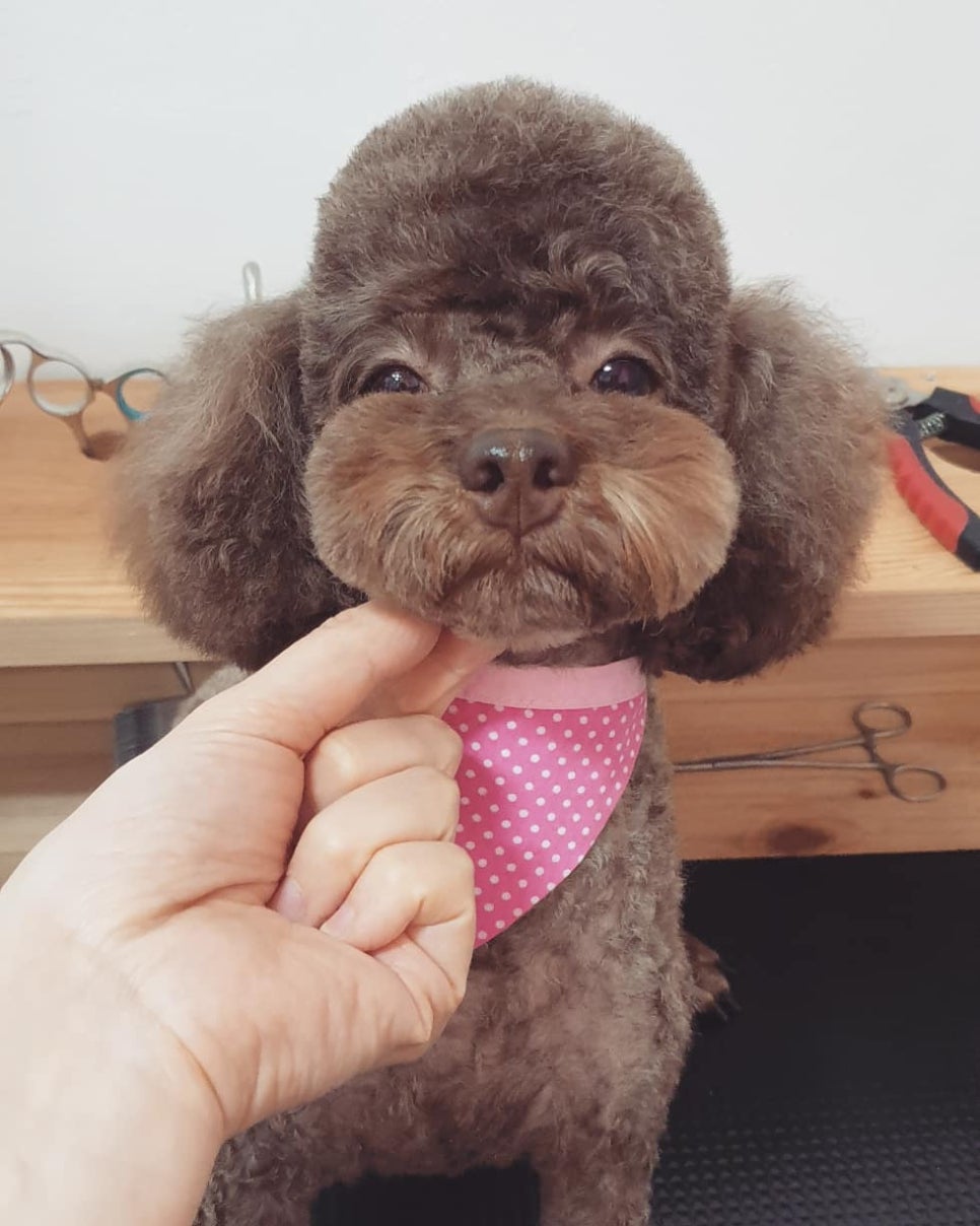 또오개 이미지