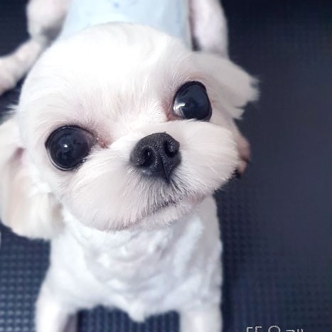 또오개 이미지