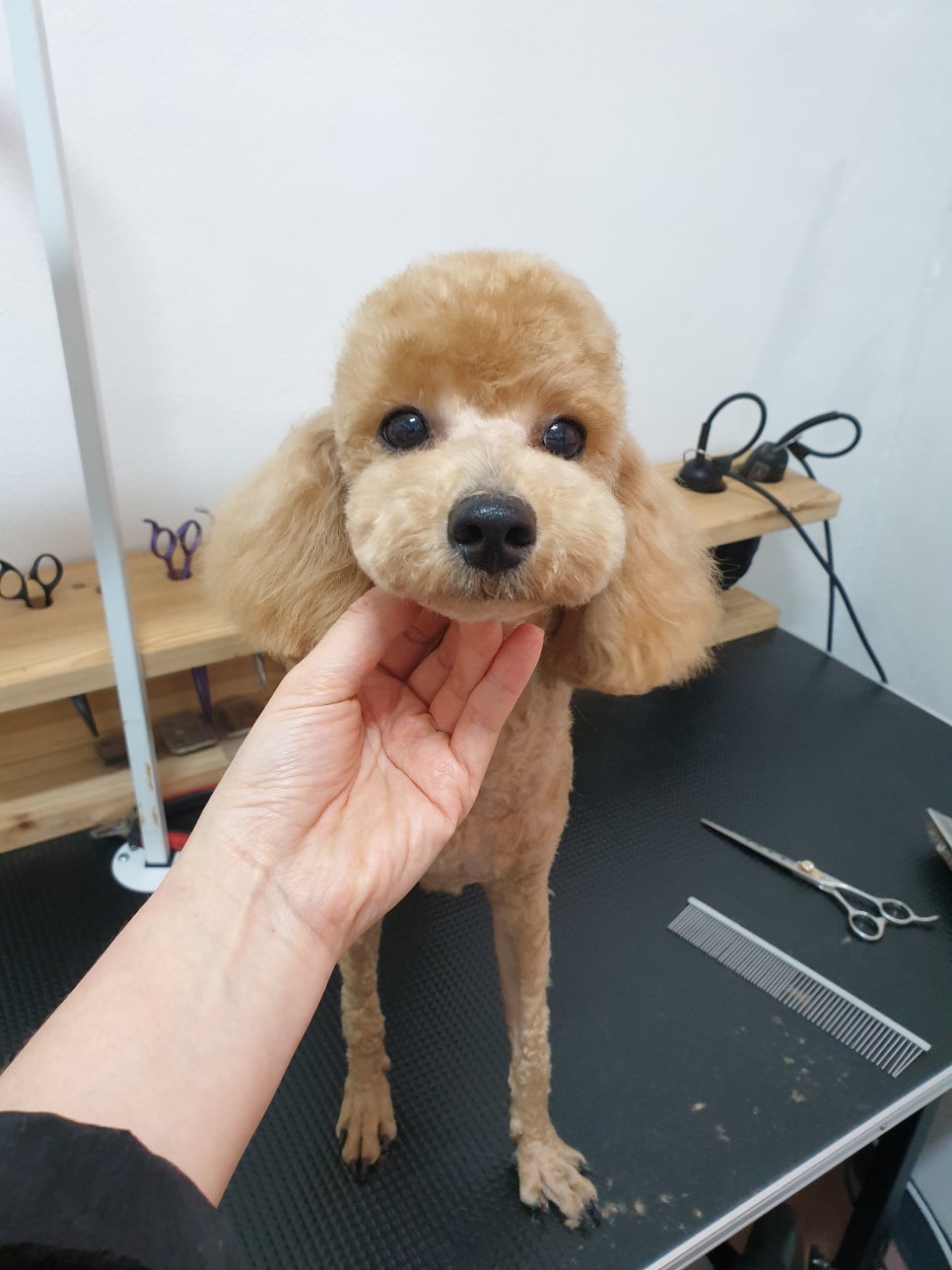 또오개 이미지