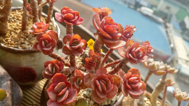 다육이야기 이미지