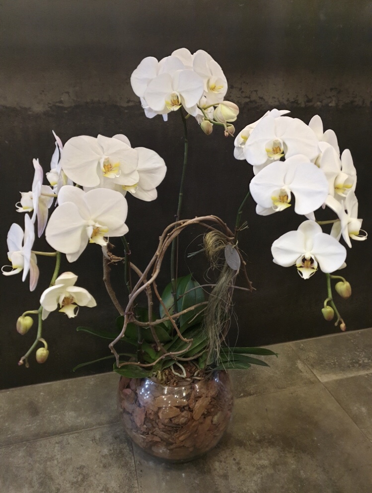 석란화원 이미지