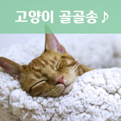 그르릉 이미지