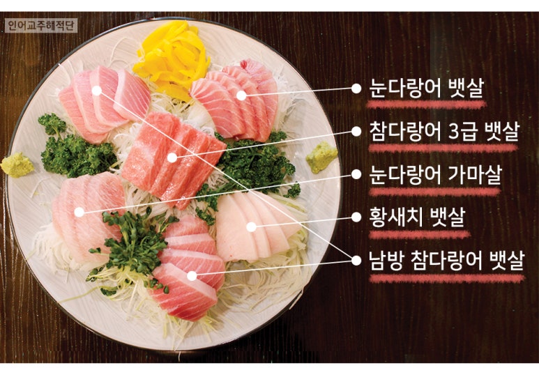 원참치 이미지