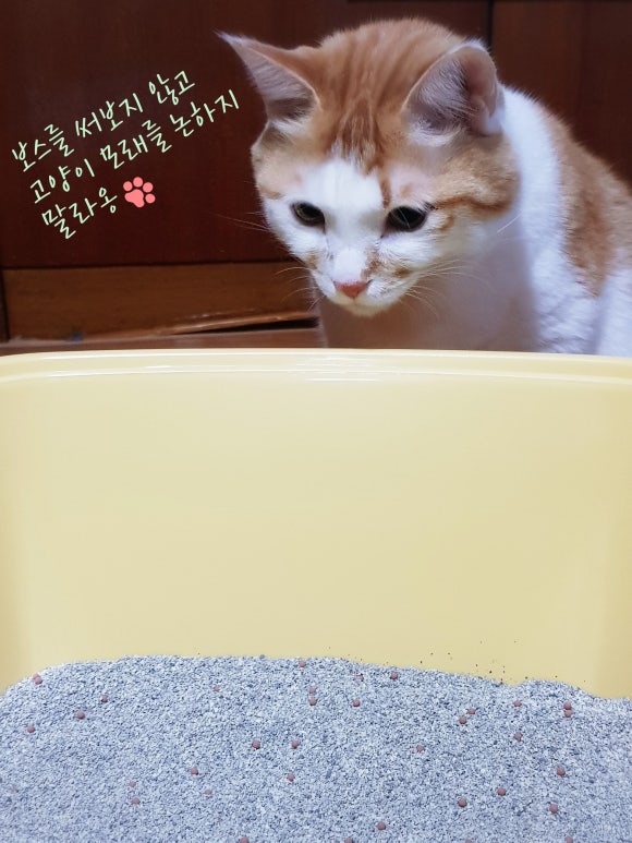 냥보스 이미지
