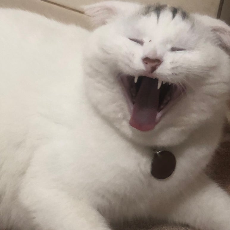 냥신사 이미지