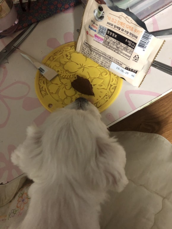 소소한 집사 이미지