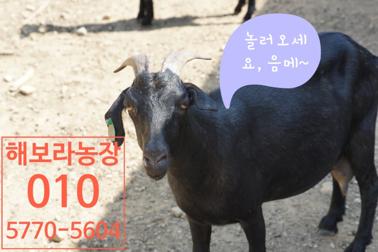 청정임실흑염소 이미지