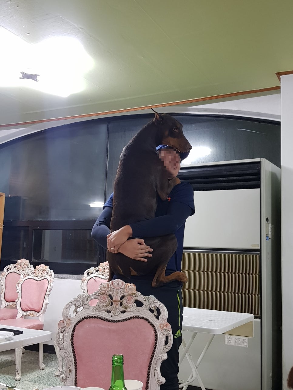 리치파 이미지