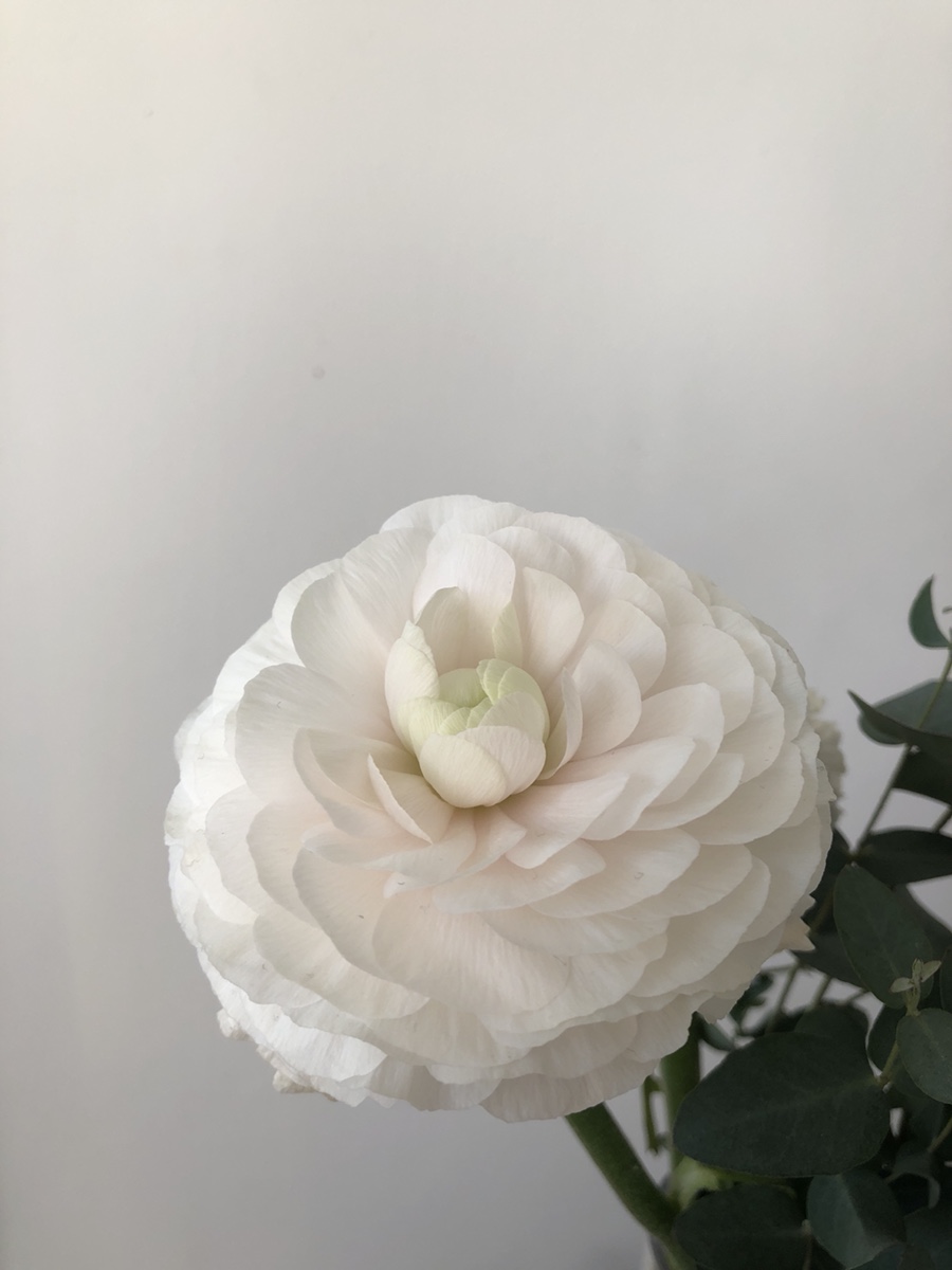 린도 이미지