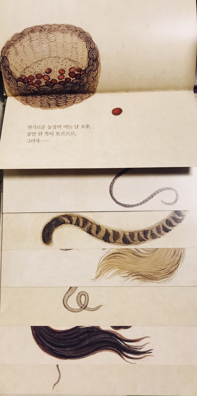 다섯콩 이미지