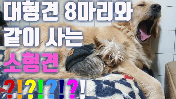 설악애견 이미지