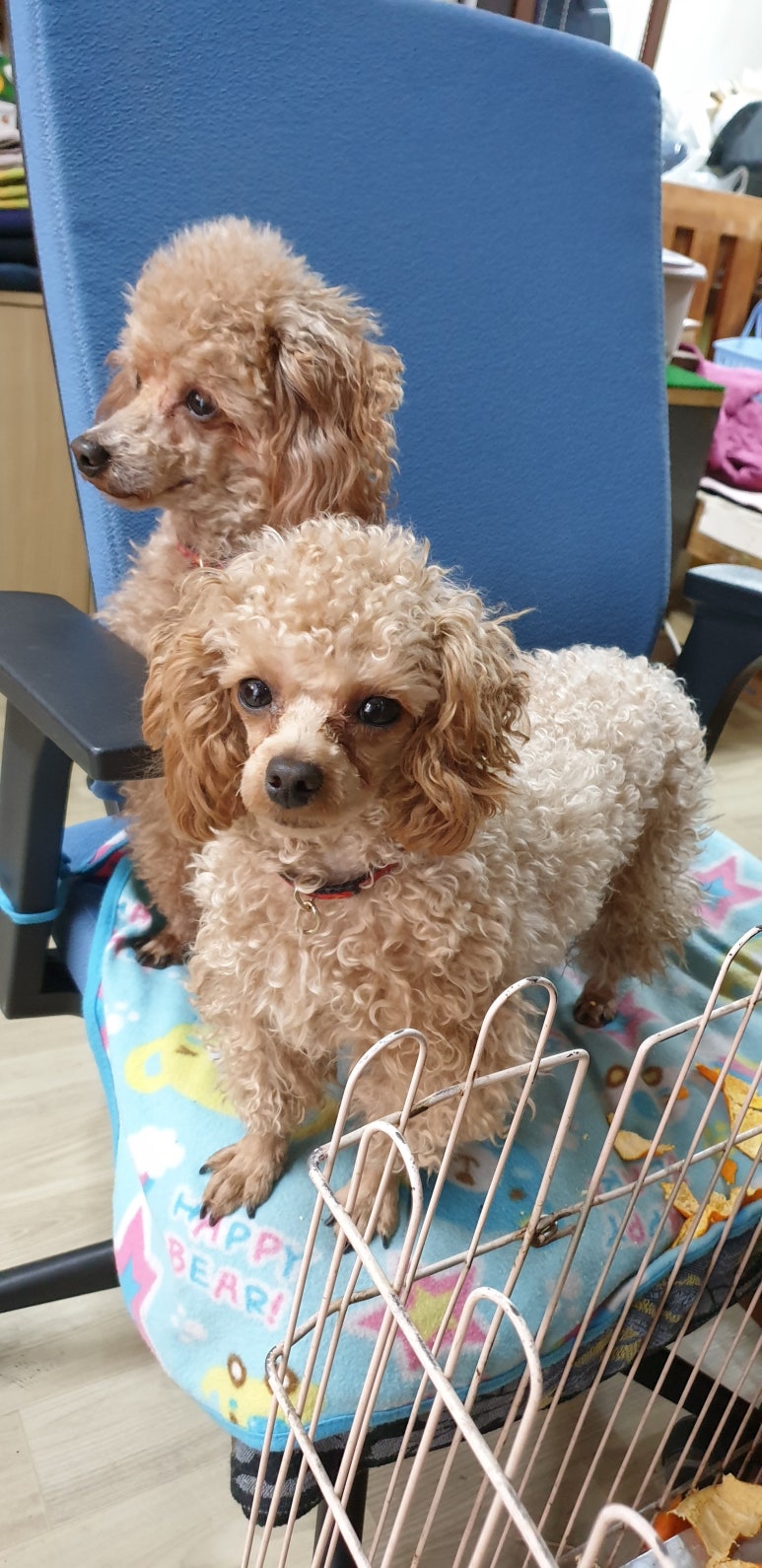 중앙지물장식 이미지