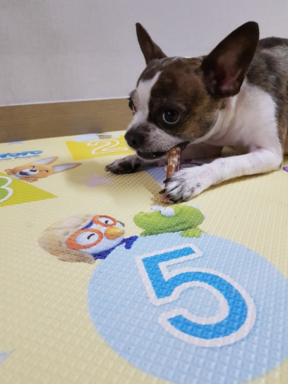샵핫도그 이미지