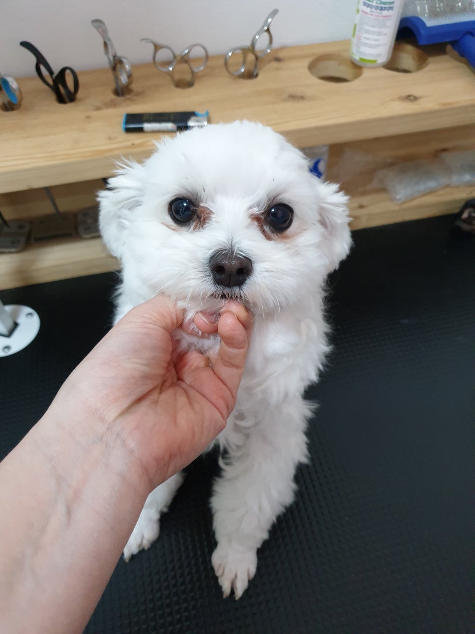 또오개 이미지