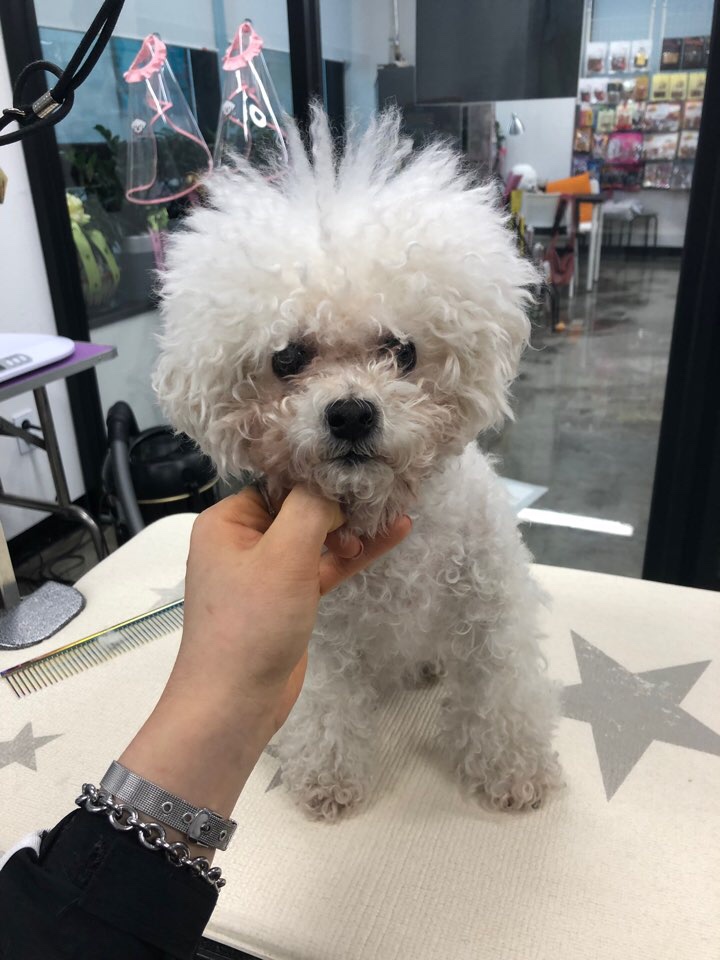 푸푸샵 이미지