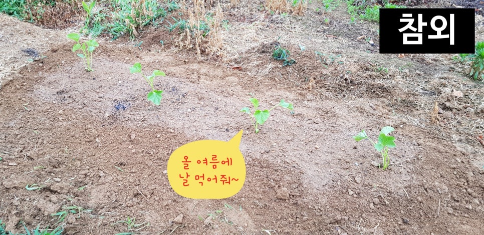 정미니하우스 이미지