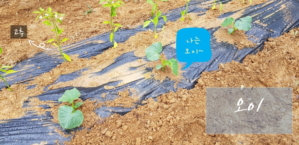 정미니하우스 이미지