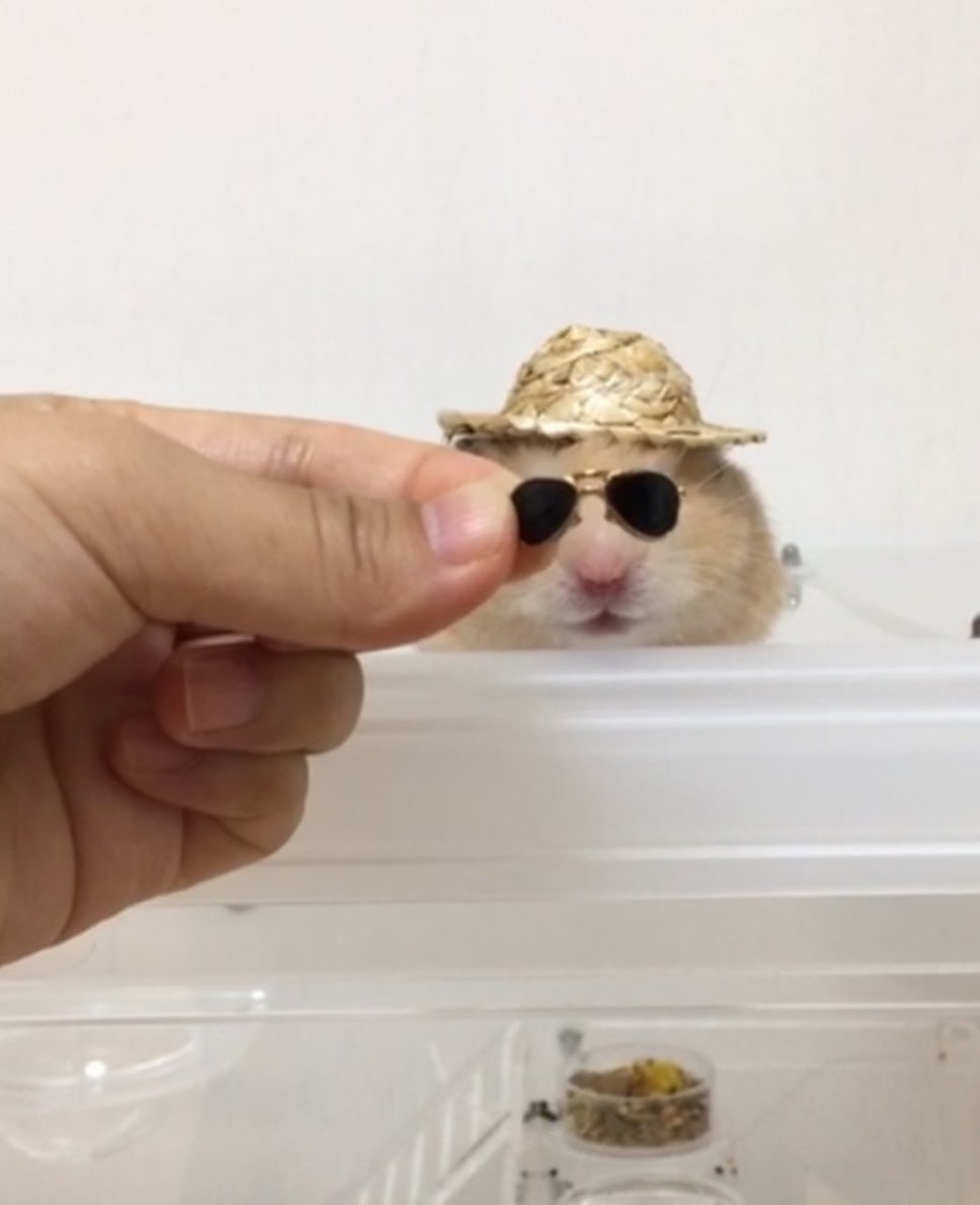 스카이진 이미지