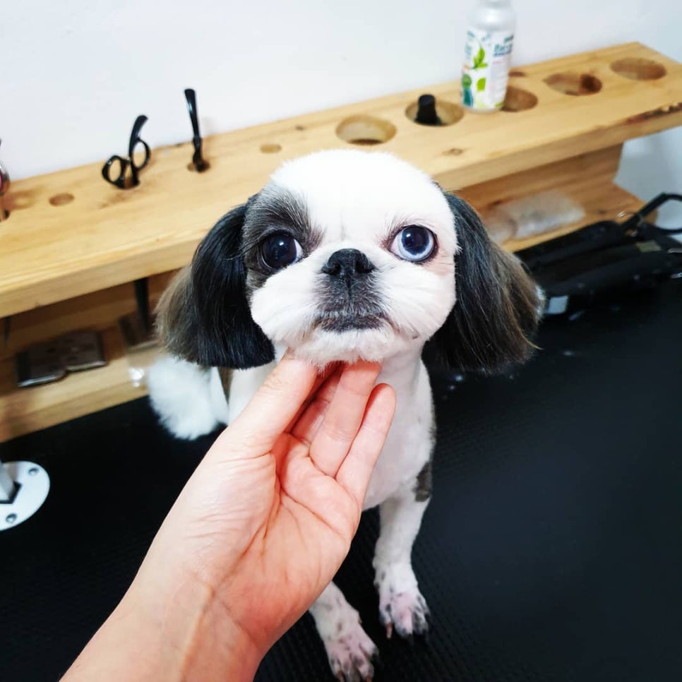 또오개 이미지