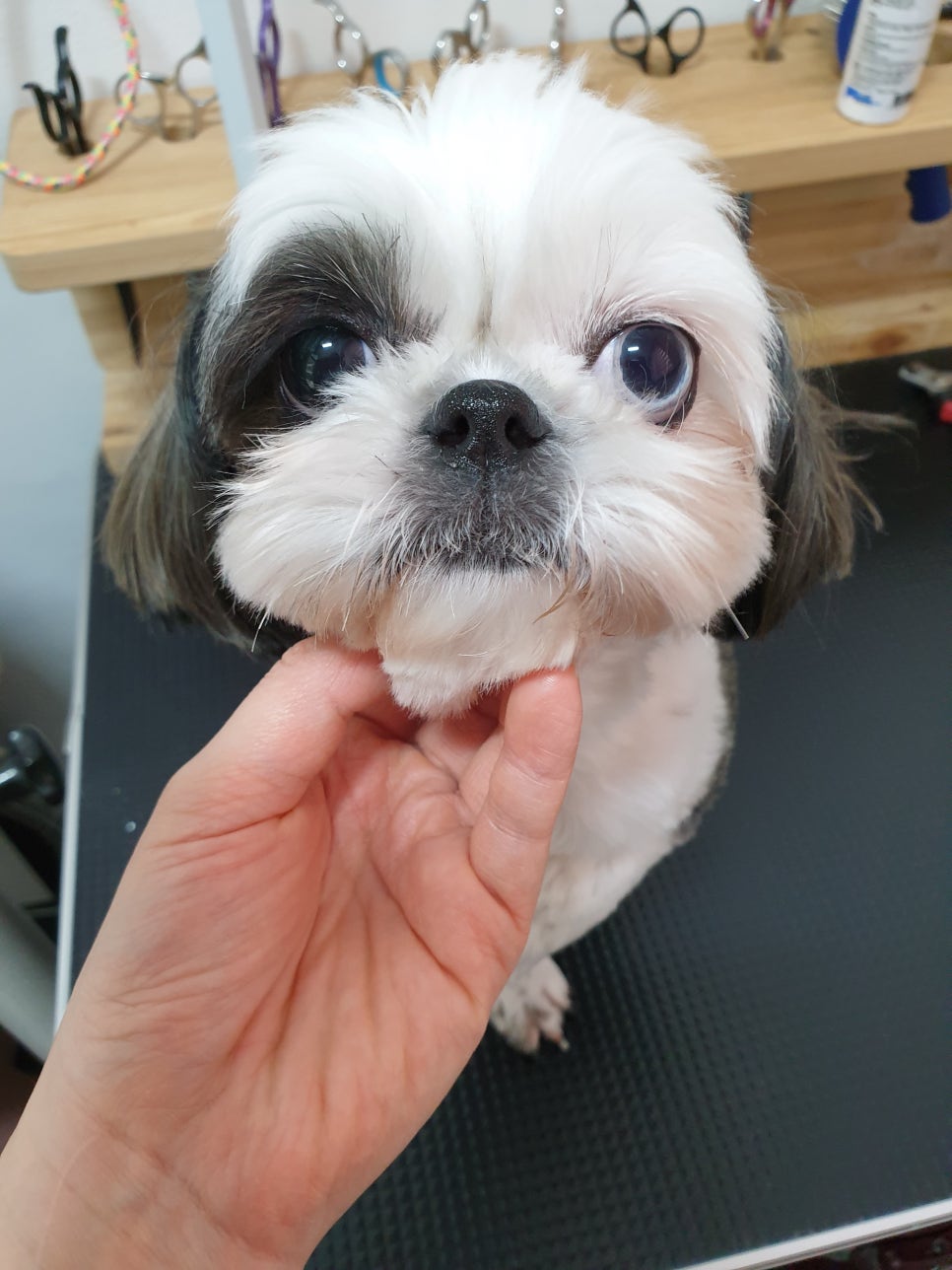 또오개 이미지