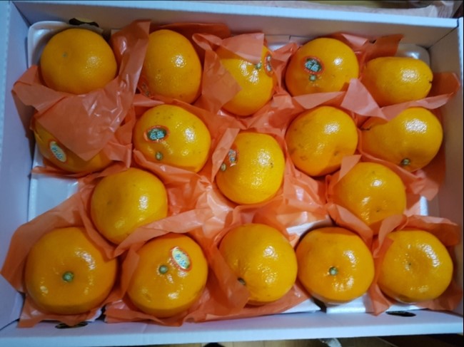 카리노리 이미지