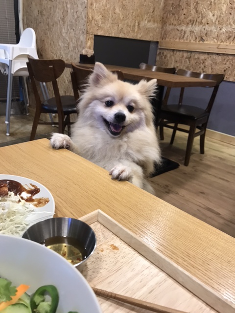 오버더라이스 이미지
