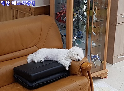 블리스캣 이미지