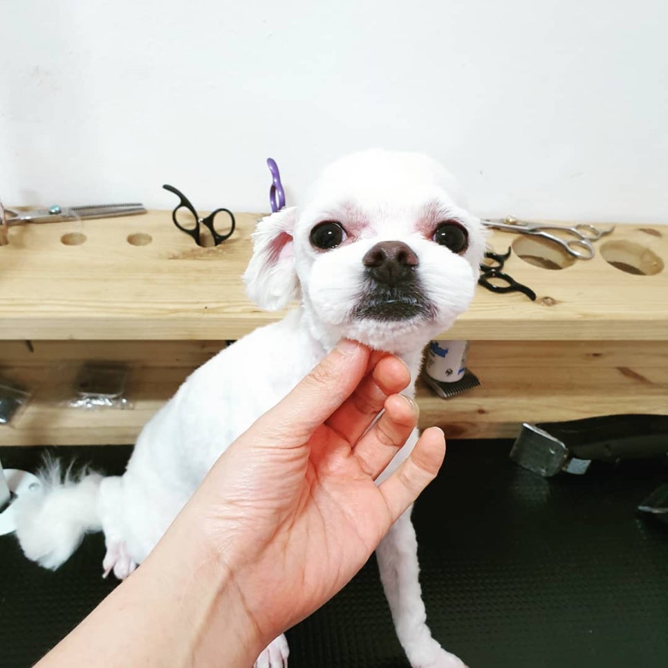 또오개 이미지