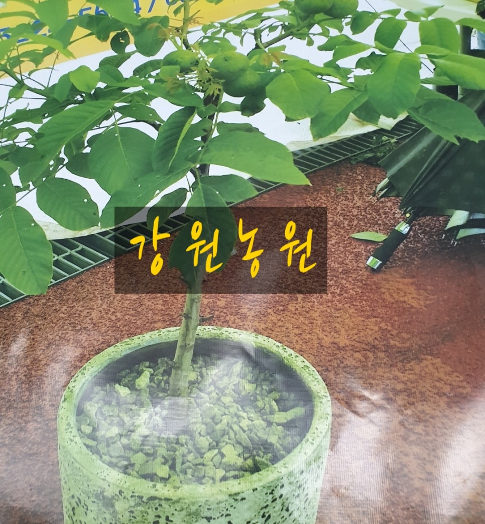 호두나무슈퍼 이미지