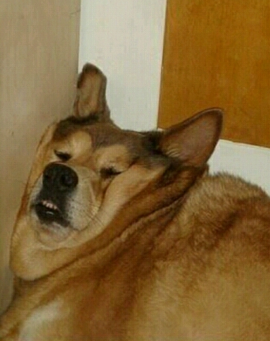 도쿠도쿠 이미지