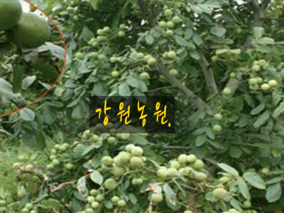 호두나무슈퍼 이미지