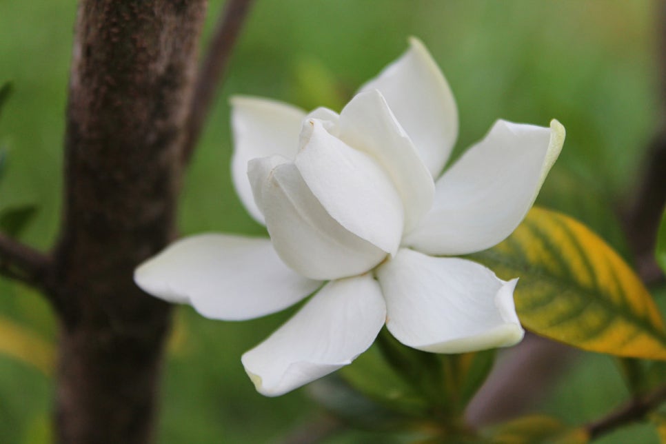 삼박 이미지