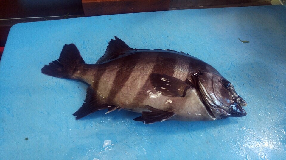 외옹치횟집 이미지