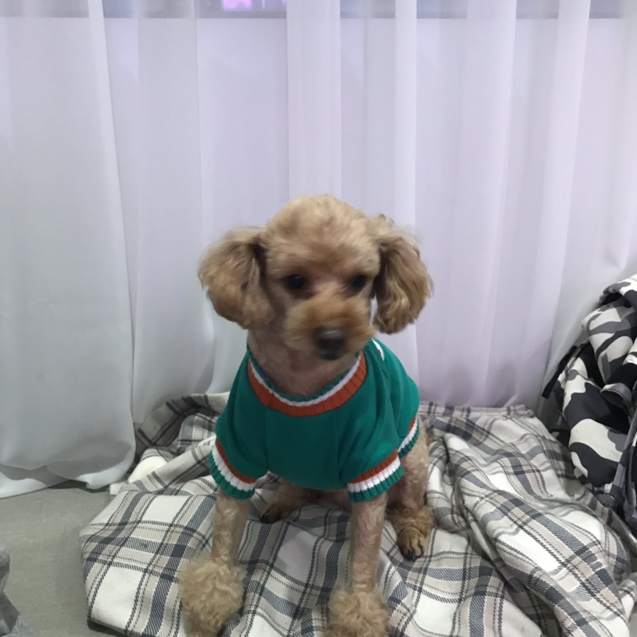 몽퍼피 이미지