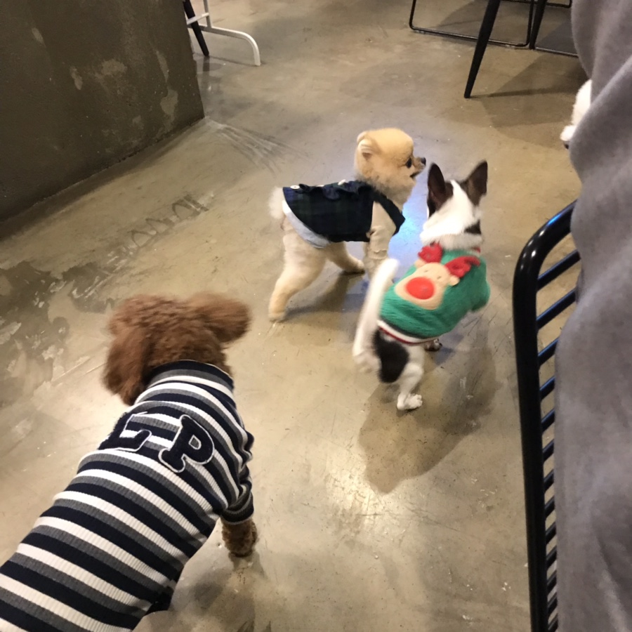 몽퍼피 이미지