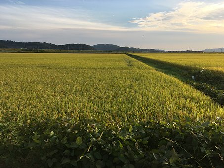 경북농약종묘사 이미지