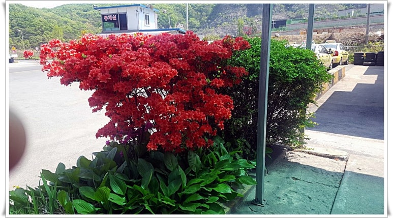 분당용인운전면허 이미지