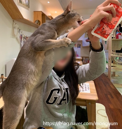 콩볶는야옹이 이미지