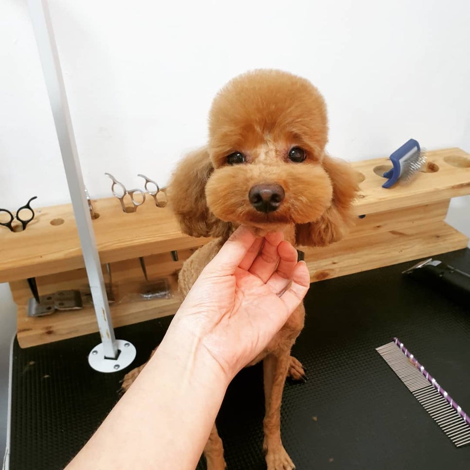 또오개 이미지
