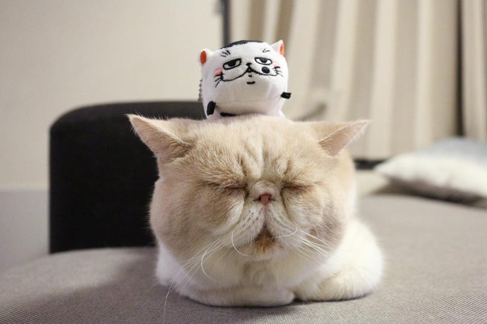 바닐라헤어 이미지