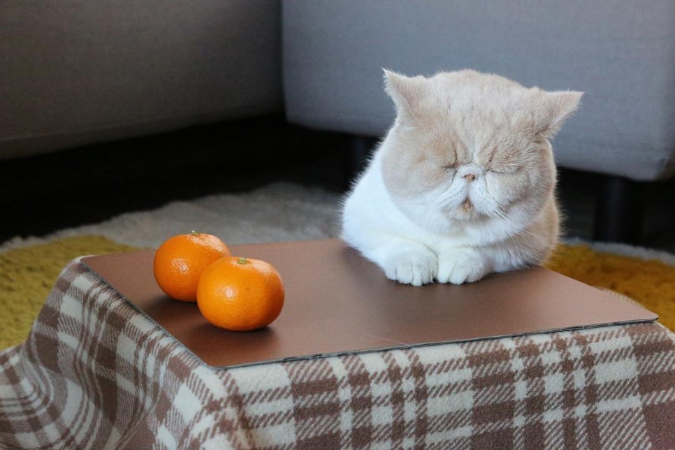 바닐라헤어 이미지